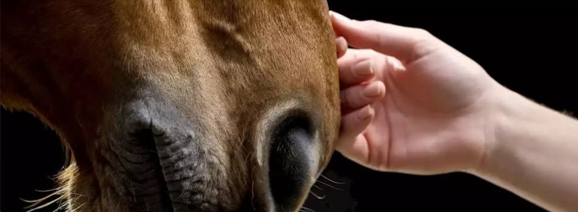 Mano tocando suavemente la nariz de un caballo, vínculo terapéutico